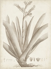 Sepia Exotic Plants VIII