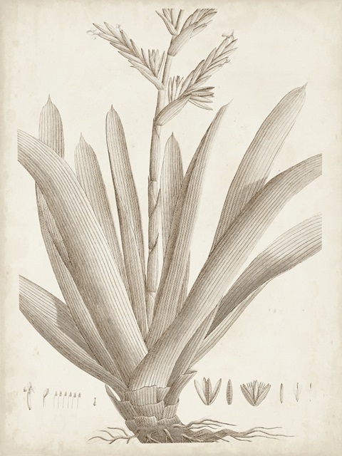 Sepia Exotic Plants VIII