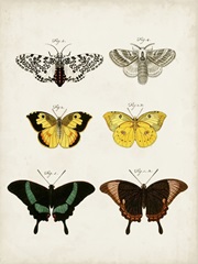 Vintage Butterflies VI