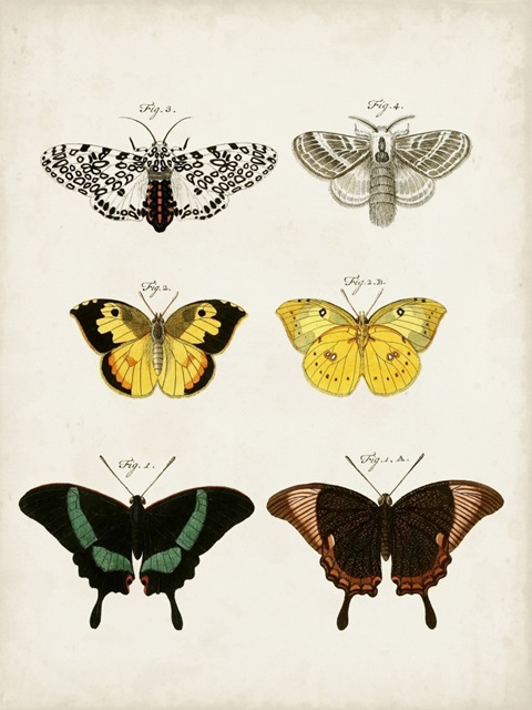 Vintage Butterflies VI