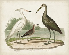 Waterbird Trio I