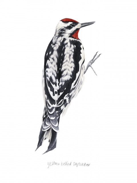 Watercolor Woodpecker I
