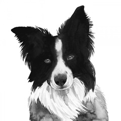 Border Collie I
