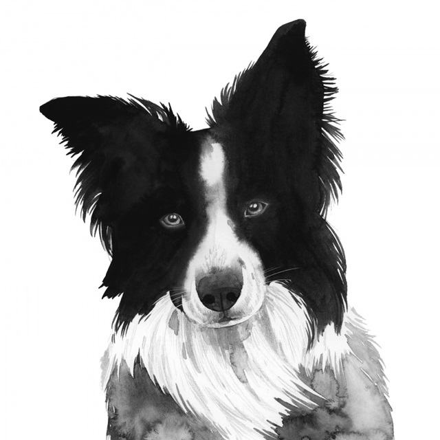 Border Collie I