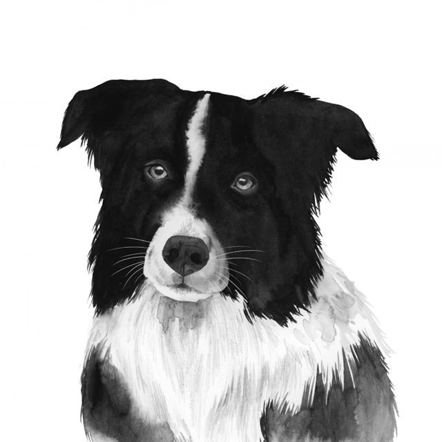 Border Collie II