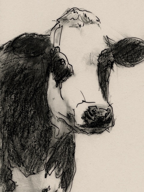 Cow Portrait Sketch I