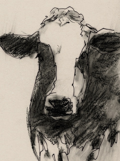 Cow Portrait Sketch II