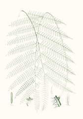 Verdure Ferns I