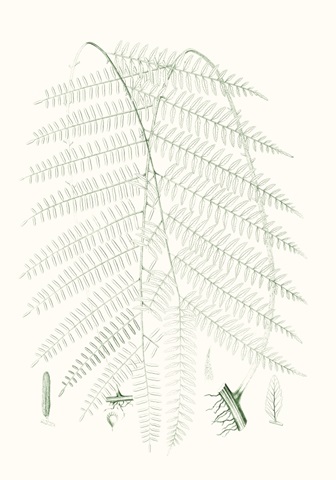 Verdure Ferns I