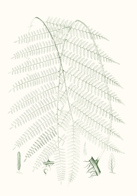 Verdure Ferns I