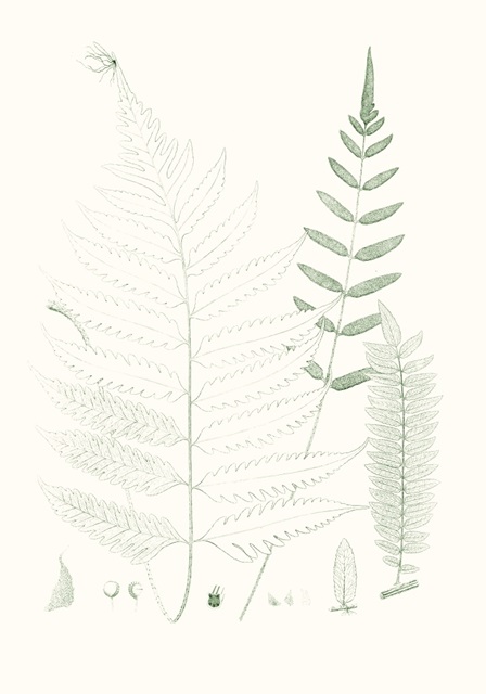 Verdure Ferns II