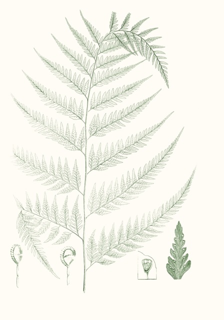 Verdure Ferns III