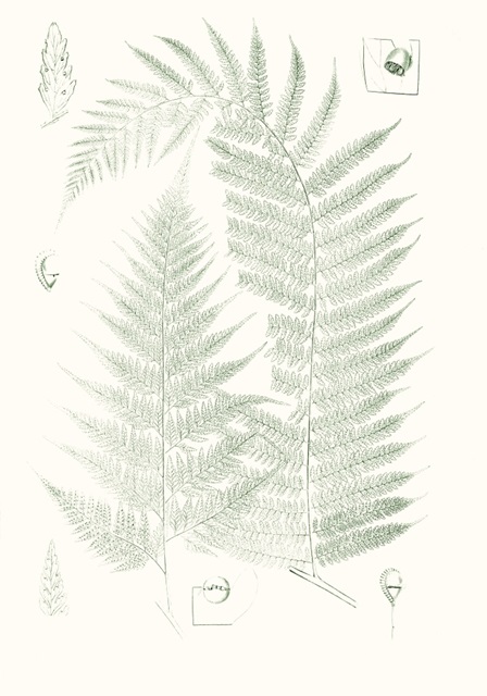 Verdure Ferns IV