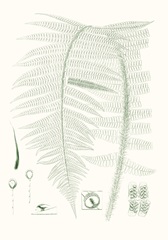 Verdure Ferns IX