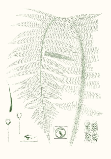 Verdure Ferns IX