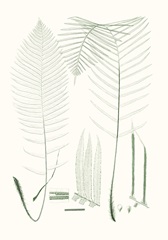 Verdure Ferns VII