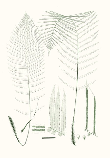 Verdure Ferns VII