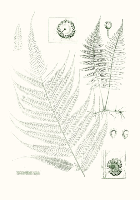 Verdure Ferns VIII