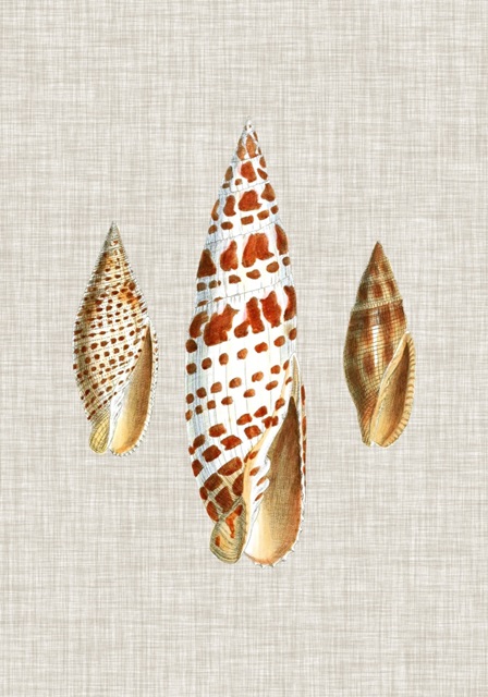 Antique Shells on Linen I
