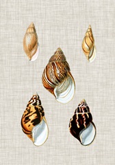 Antique Shells on Linen II