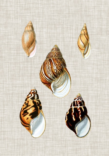 Antique Shells on Linen II