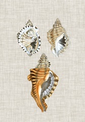 Antique Shells on Linen III