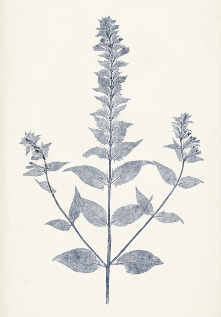 Navy Botanicals VII