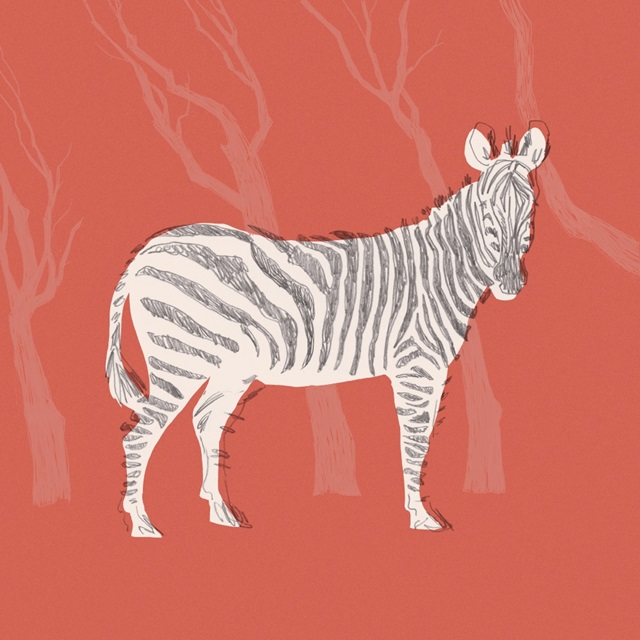 Plains Zebra I