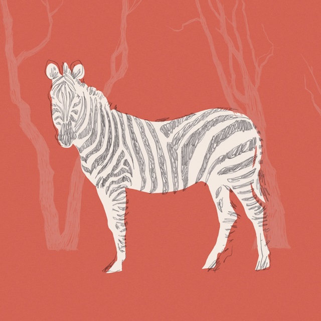 Plains Zebra II