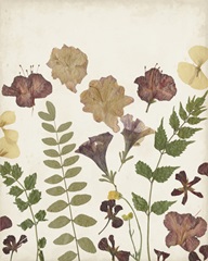 Pressed Flower Arrangement II