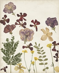 Pressed Flower Arrangement IV