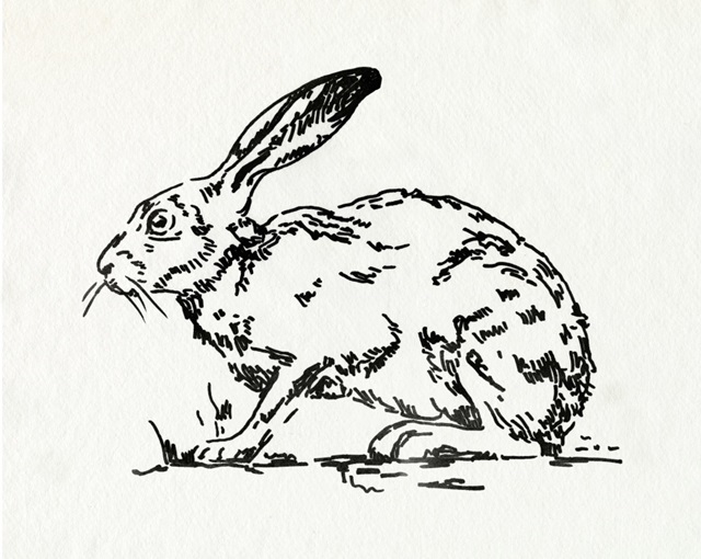 Resting Hare I