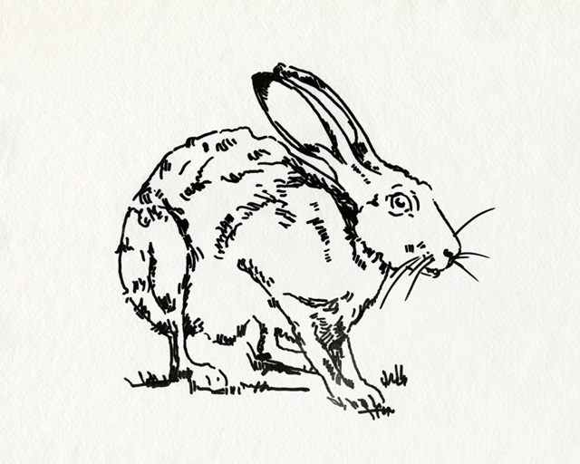 Resting Hare II