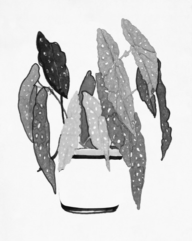 B&W Indoor Plant V