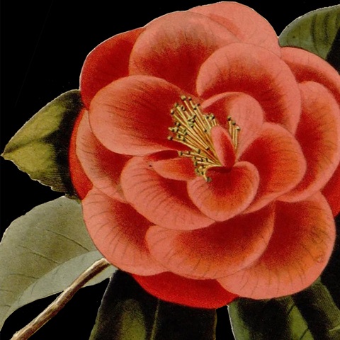 Dramatic Camellia III