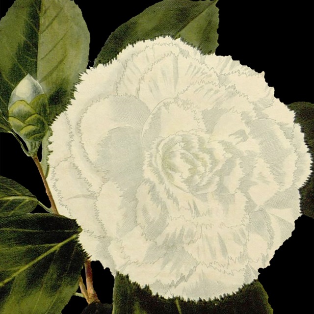 Dramatic Camellia IV