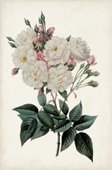 Vintage Rose Clippings IV