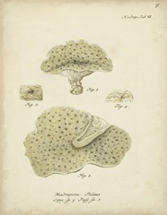Ecru Coral I