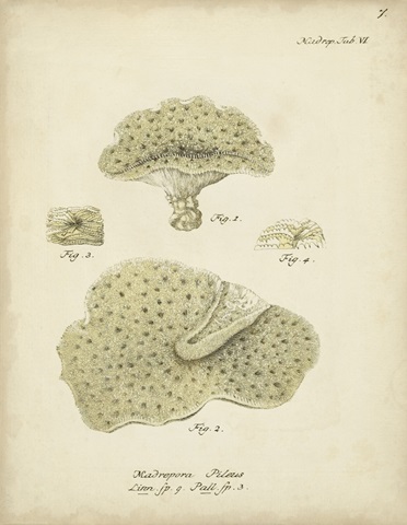 Ecru Coral I