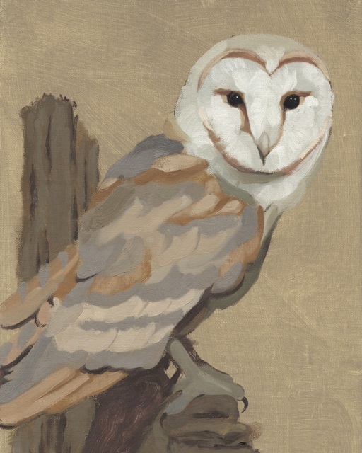 Common Barn Owl Portrait I