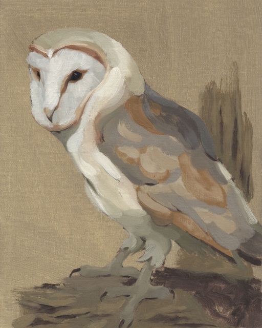 Common Barn Owl Portrait II