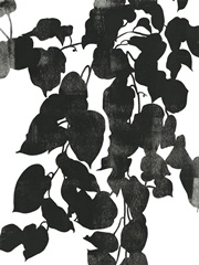 Pothos Silhouette II