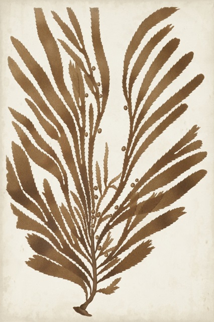 Sepia Seaweed II