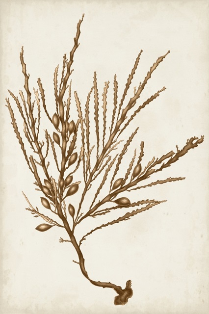 Sepia Seaweed V