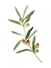 Sweet Olive Branch I