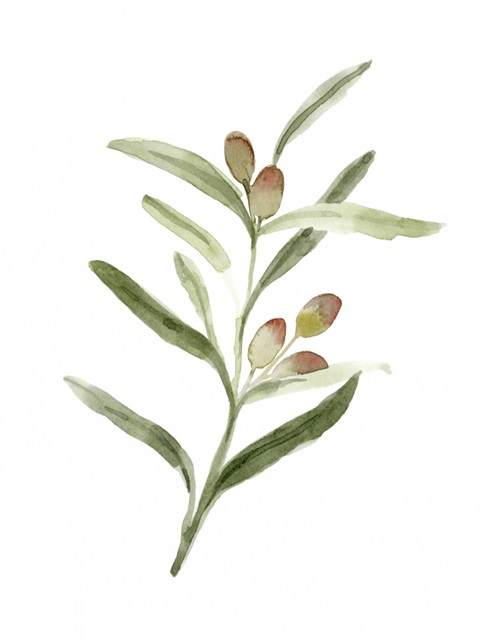 Sweet Olive Branch II