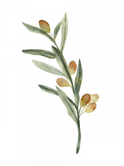 Sweet Olive Branch III