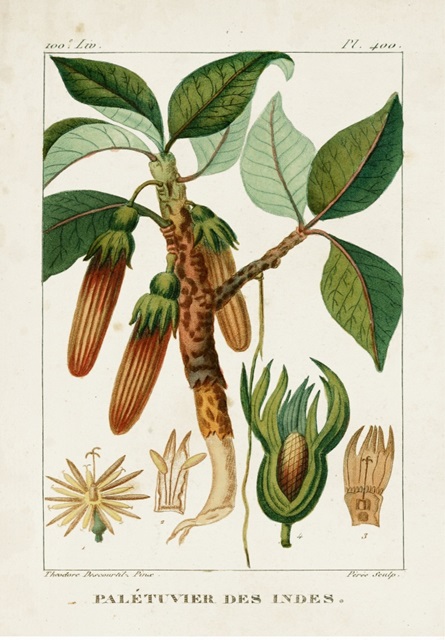Turpin Foliage & Fruit I