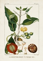 Turpin Foliage & Fruit III