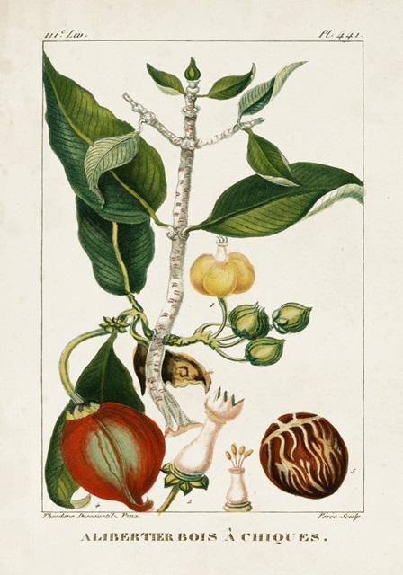Turpin Foliage & Fruit III